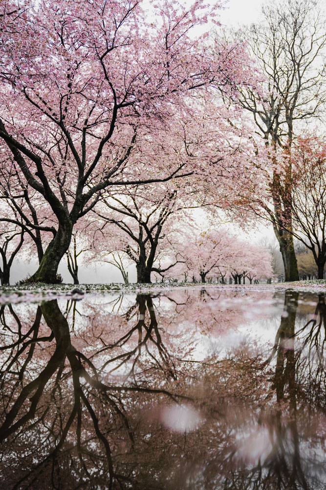 philadelphia-cherry-blossoms
